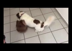 2 dogs raging around in the corridor