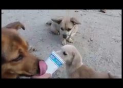 4 Dogs and 2 Cats but only 1 Yogurt-Cup – sweet puppy