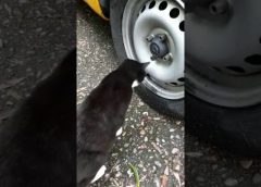 Funny Cat and a car tire valve