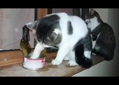 A cat and a tuna fish can – funny