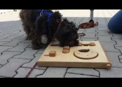 Intelligence training / tests for dogs HD