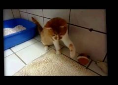 Kitten goes wild while playing with my hand – funny