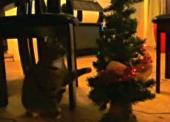 Cat against singing Christmas tree – funny video