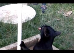 Cat is drinking out of a tap