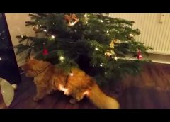 Cat versus Christmas tree decoration – funny cute pet