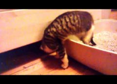 2 sweet kittens toying around – funny cute cats