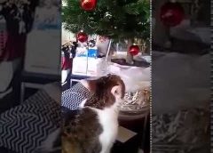 Cat vs Christmas tree ball – funny pet video