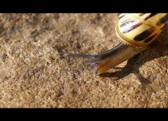 A simple snail – closeup