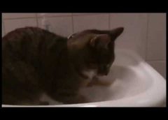 Cat scratches in the washbasin – funny