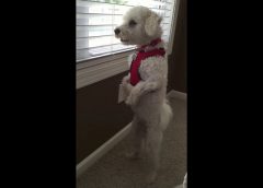 This happens when my dog can hear the mailmans car  – funny video