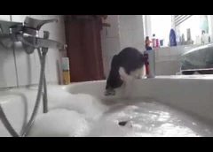 Cat falling into water while playing on edge of bath tub – funny video