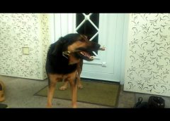 Dog is nibbling on a piece of wood