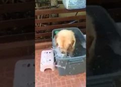 Dog loves to have a cooling bath in bucket