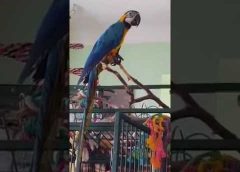 Talking parrot – funny bird