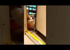 Cat opens the door – funny video