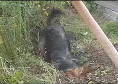 Dog is digging for the mole – funny