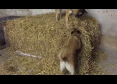 Dogs playing on a straw bale